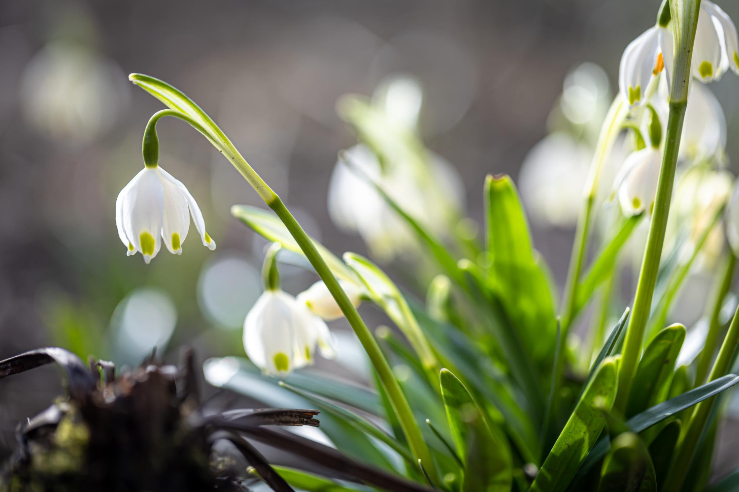 5 цветов, которые стоит высадить осенью: не упустите эту возможность